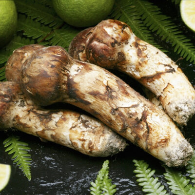 【SK124-awa8008】 ★★採取予約販売 最短当日～最長14日以内に発送【和歌山県】国産高級天然マツタケ 100g〜150g つぼみ冷蔵 朝採り産直